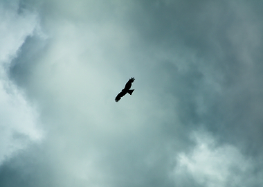 Silhouette of a buzzard bird in flight