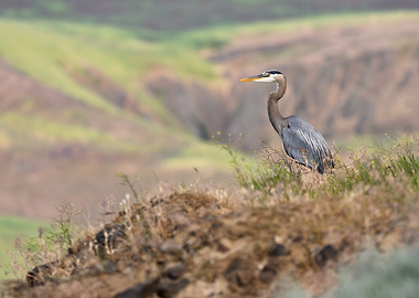 A Heron in the Hills