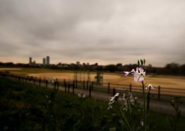 Flower on a cloudy skyline