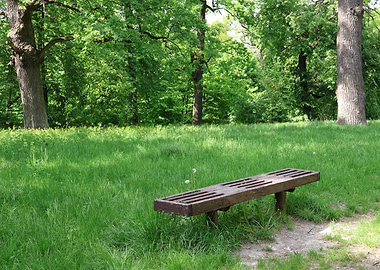 Park Bench in a Lush Green Meadow