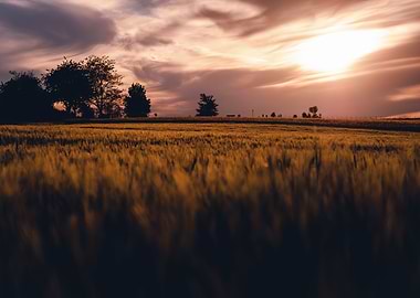 Sunset over a golden field