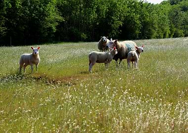 Sheep in a grassy field