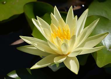 Yellow Water Lily in Bloom