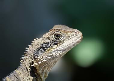 Close-up of a Water Dragon Lizard