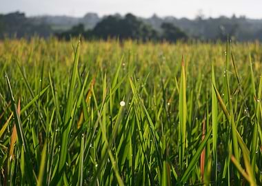 Dewdrops on Rice Field Blades