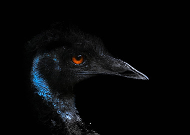 Emu Portrait with Orange Eye
