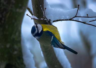Blue Tit on Snowy Branch