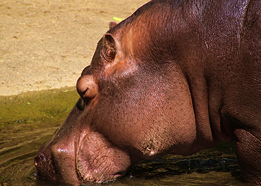 Hippopotamus drinking water