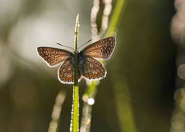 Butterfly on a Dewy Blade of Grass