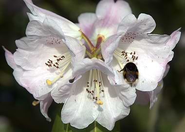 Bumblebee on a pink rhododendron flower
