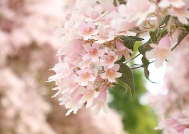 Delicate Pink Flowers in Soft Focus