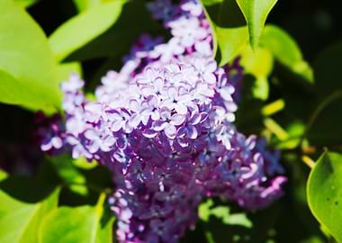 Close-up of purple lilac flowers