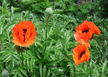 Vibrant Orange Poppies After Rain