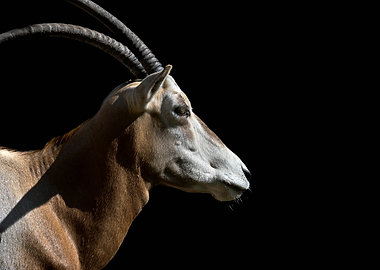 Scimitar Oryx Profile