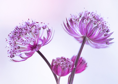 Close-up of Purple Astrantia Flowers