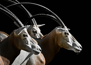 Three Oryx with Curved Horns
