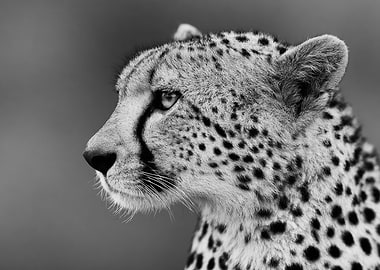Cheetah Profile Portrait Wildlife Photo