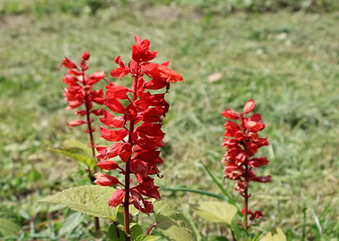 Red Salvia Flowers in Bloom