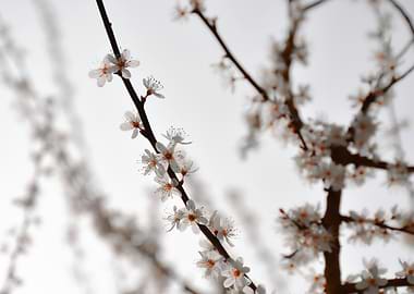 Delicate white cherry blossoms