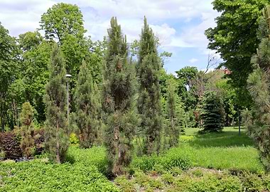 Lush Park with Pine Trees and Greenery