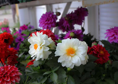 Vibrant Dahlia Flower Arrangement