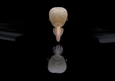 Duck reflection in dark water
