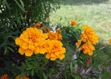 Vibrant Orange Marigolds in Garden
