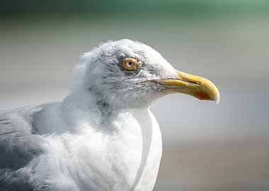 Seagull's Head
