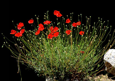 Field of Red Poppies