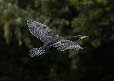 Cormorant in flight