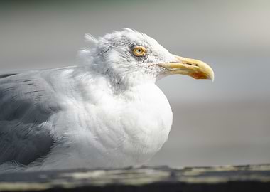 Close-up of a Seagull