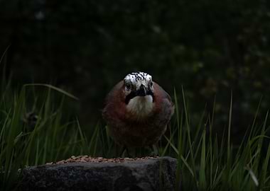 Jay bird starting right at me