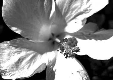 black & white Hibiscus