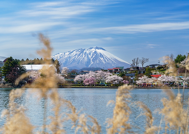 Morioka Mount Iwate with Cherry Blossoms