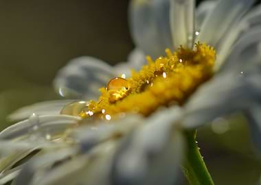 Morning Dew — Whisper of Light
