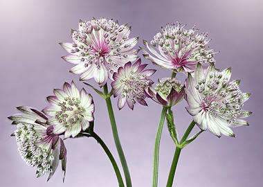 Astrantia Flowers on Purple Background