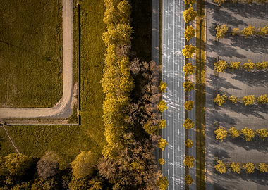 Aerial View of Autumn Trees Along Road