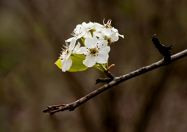 Delicate White Cherry Blossoms on a Branch