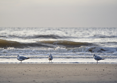 Three Seagulls in Evening Light at the North Sea Coast of Zandvoort