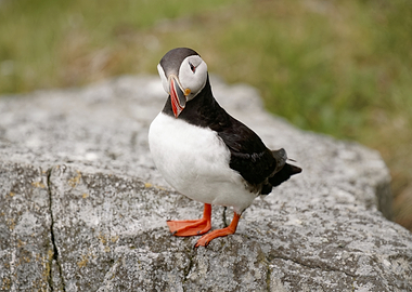 A close-up of a puffin (Fratercula arctica) looking curiously at the camera
