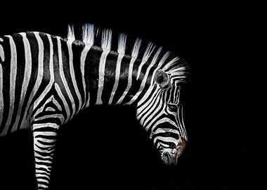 Zebra Portrait