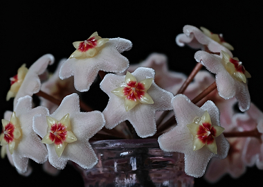 Hoya Flowers in a Pink Vase