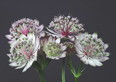 Astrantia Flowers Close-up
