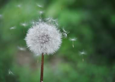 Dandelion seeds blowing in the wind