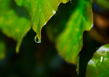 Water droplet on a green leaf