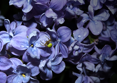 Spider on Lilac Flowers