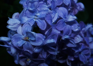 Abstract Close-up of Dewy Blue Lilac Blossoms