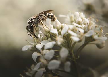 Bee on white flowers