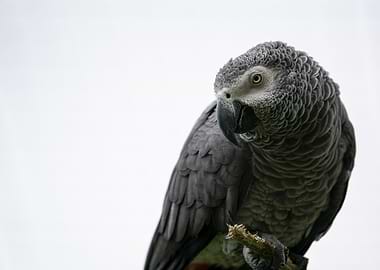 African Grey Parrot on a Branch