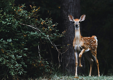 Young deer in a forest
